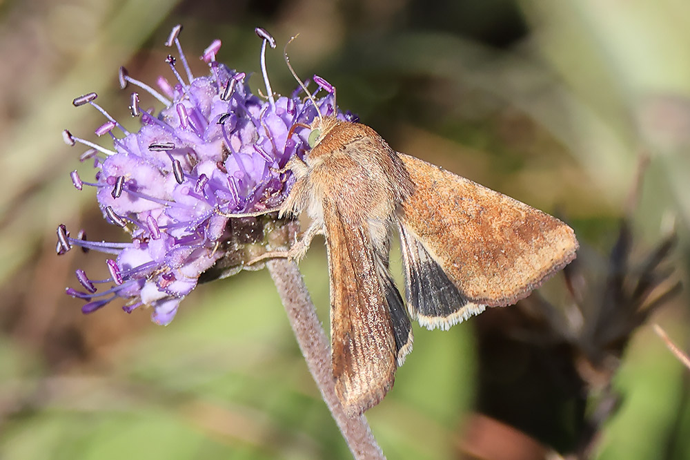 Scarce bordered straw